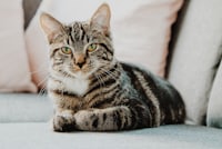 Животные — материал №58